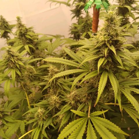 Milk-shake  growlog timeline photo