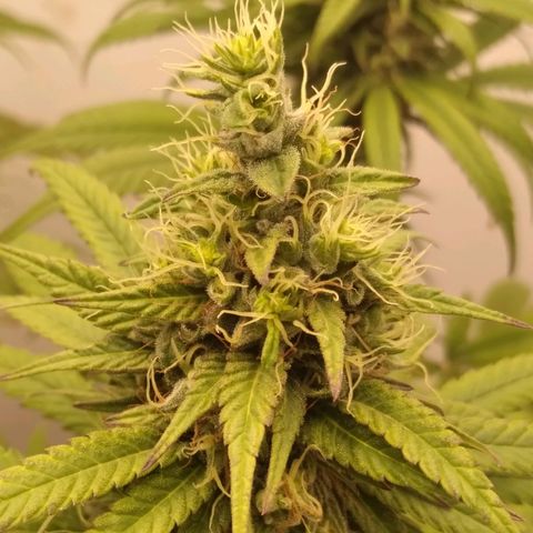 Milk-shake  growlog timeline photo