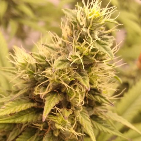 Milk-shake  growlog timeline photo