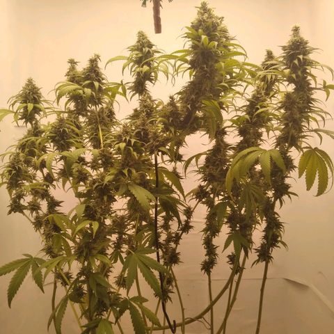 Milk-shake  growlog photo: Desfolha