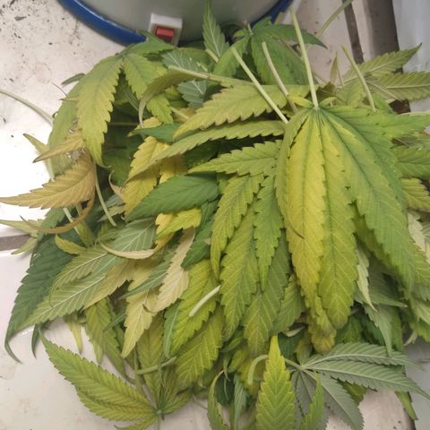 Milk-shake  growlog photo: Desfolha