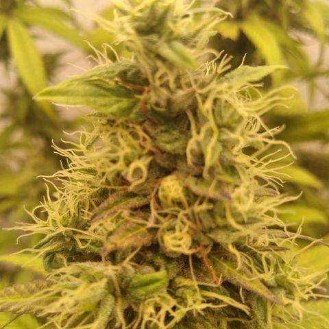 Milk-shake  growlog photo: Desfolha
