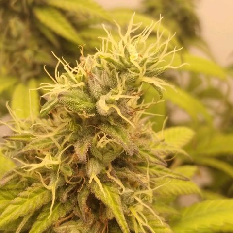 Milk-shake  growlog photo: Desfolha