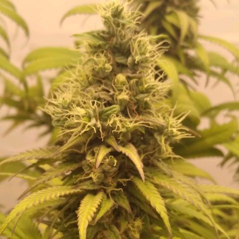 Milk-shake  growlog photo: Desfolha