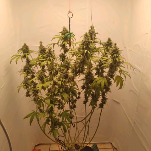 Milk-shake  growlog photo: Desfolha