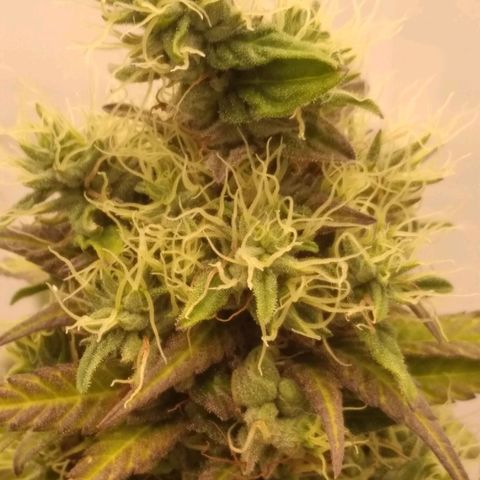 Milk-shake  growlog timeline photo