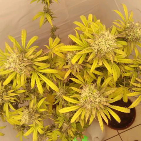 Milk-shake  growlog timeline photo
