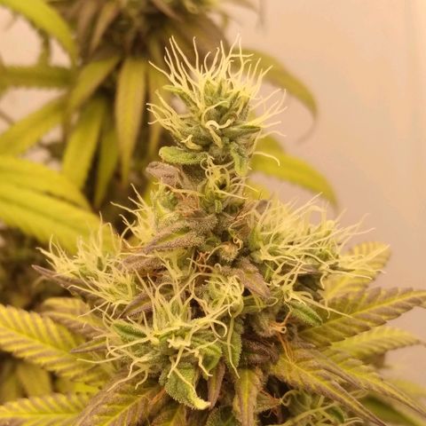 Milk-shake  growlog timeline photo