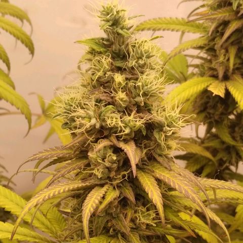 Milk-shake  growlog timeline photo