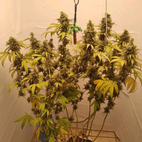 Milk-shake  growlog timeline photo