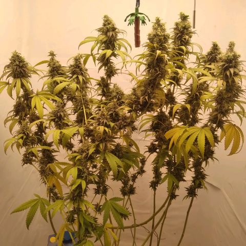 Milk-shake  growlog timeline photo