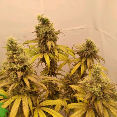 Milk-shake  growlog timeline photo