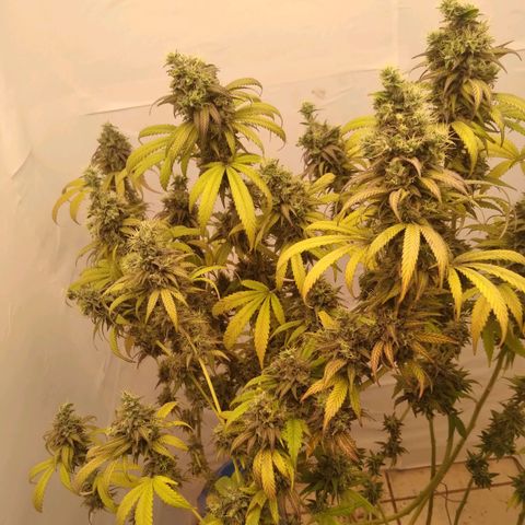 Milk-shake  growlog timeline photo