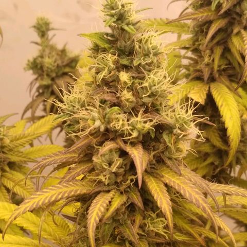 Milk-shake  growlog timeline photo