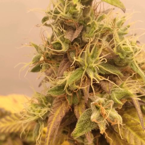 Milk-shake  growlog timeline photo