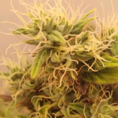 Milk-shake  growlog timeline photo