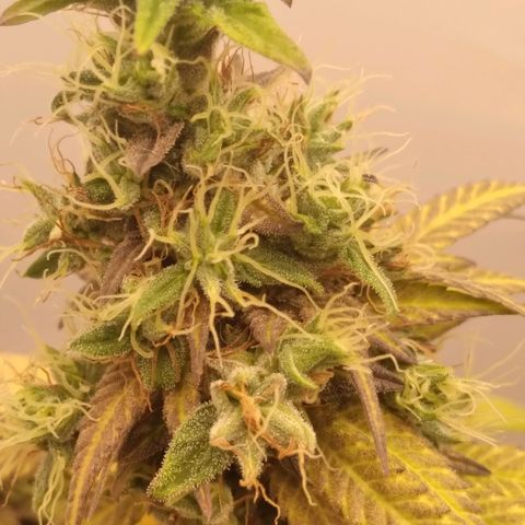 Milk-shake  growlog timeline photo