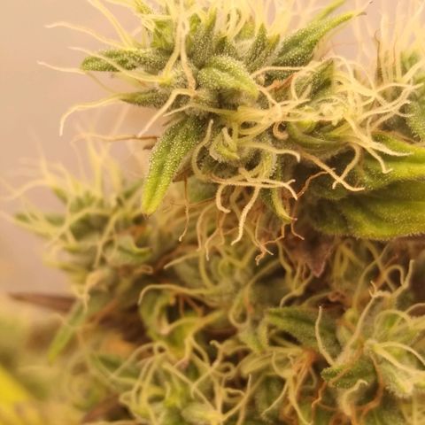 Milk-shake  growlog timeline photo