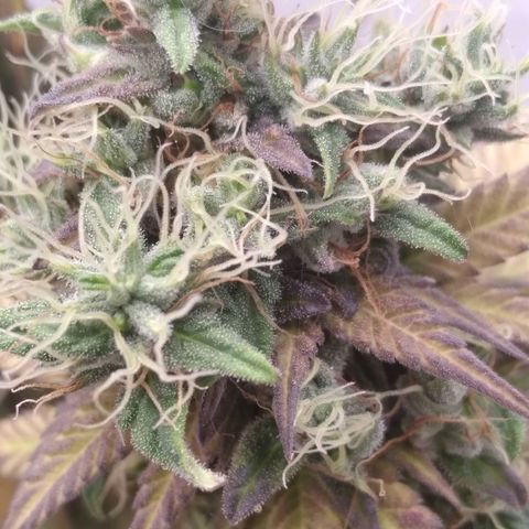 Milk-shake  growlog timeline photo