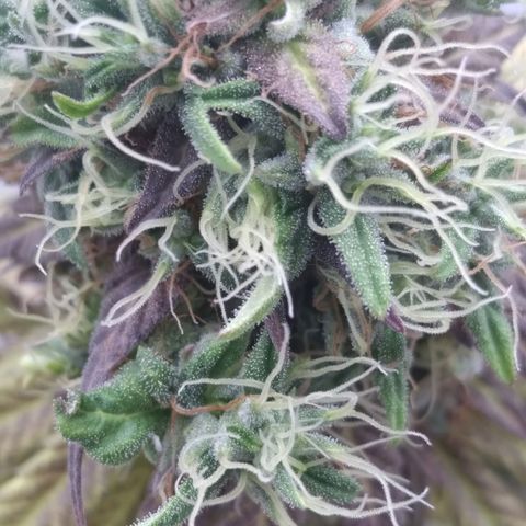 Milk-shake  growlog timeline photo