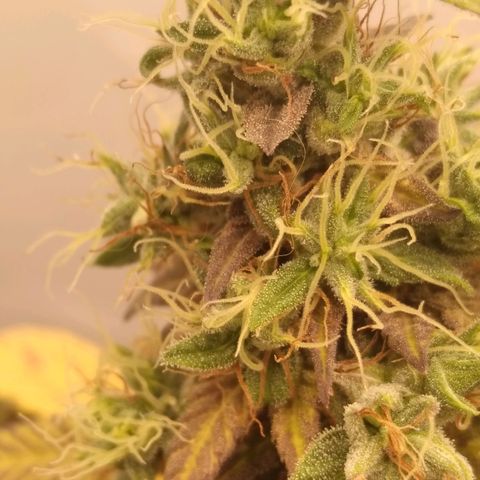 Milk-shake  growlog timeline photo