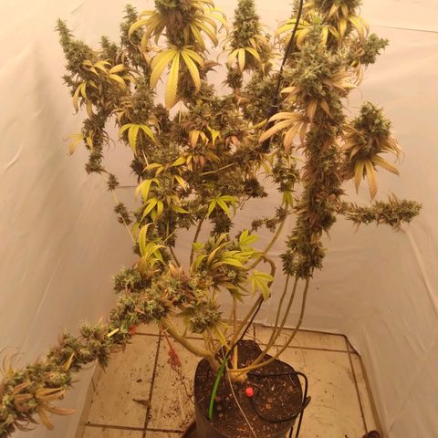 Milk-shake  growlog timeline photo