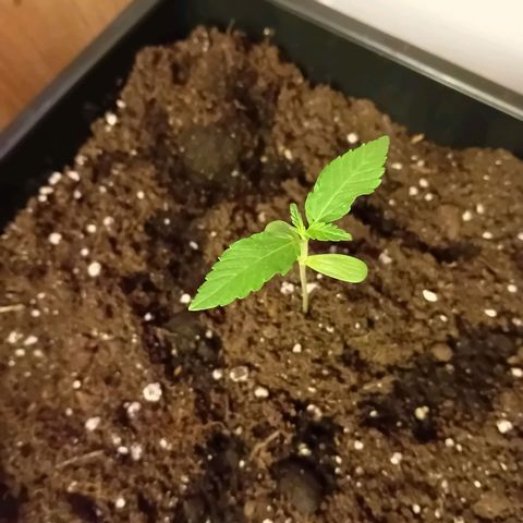 Ginevra  growlog photo: Un pato è più piccolo 