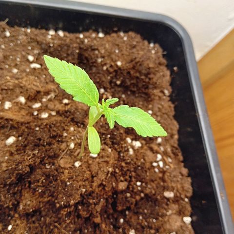 Ginevra  growlog timeline photo