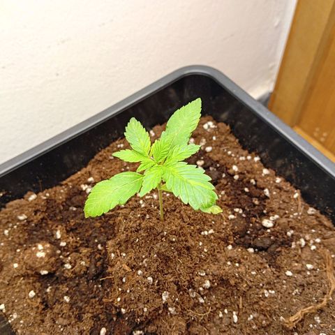 Ginevra  growlog timeline photo