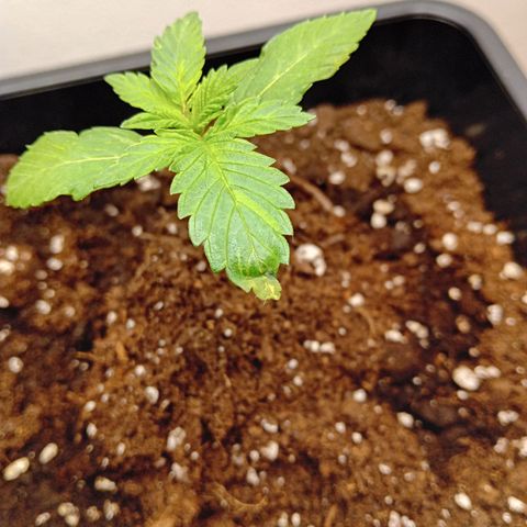 Ginevra  growlog photo: Afidi