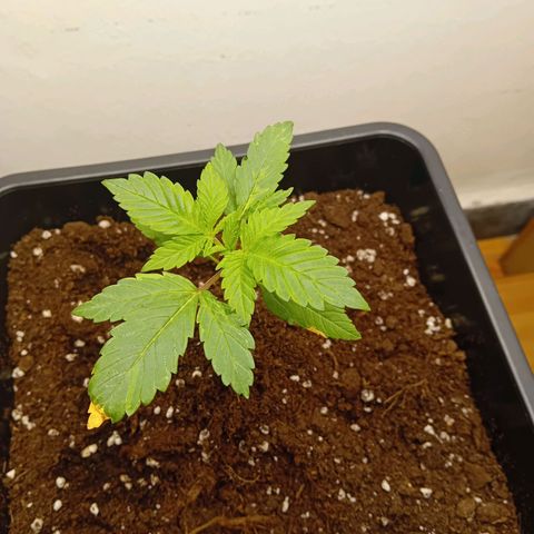 Ginevra  growlog timeline photo