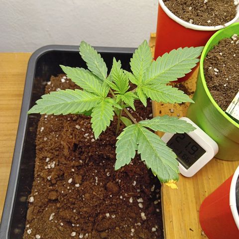 Ginevra  growlog timeline photo
