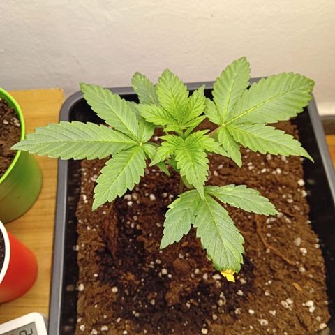 Ginevra  growlog timeline photo