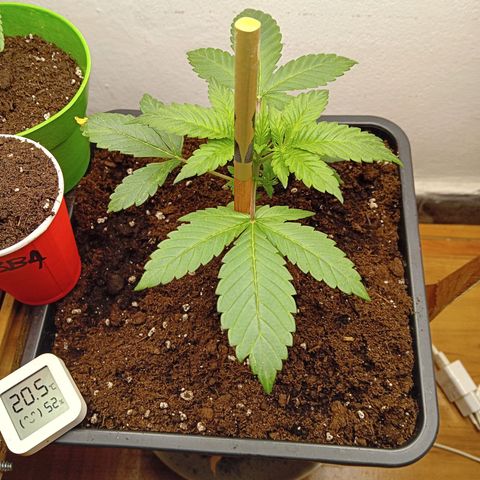 Ginevra  growlog timeline photo