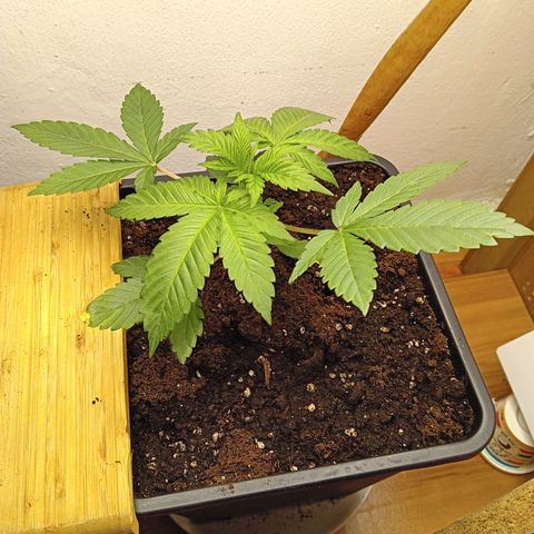 Ginevra  growlog timeline photo