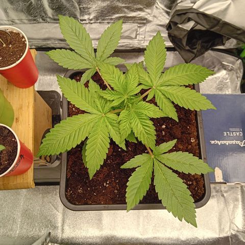 Ginevra  growlog timeline photo