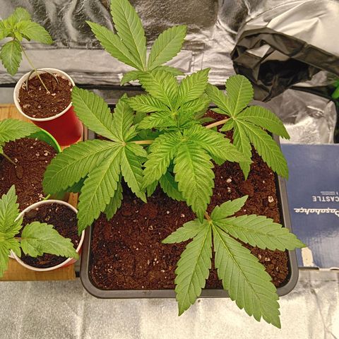 Ginevra  growlog timeline photo