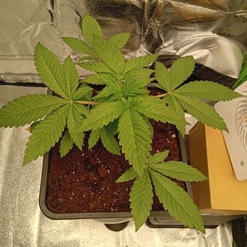 Ginevra  growlog timeline photo