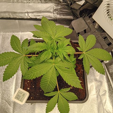 Ginevra  growlog photo: Tolte prime 2 foglie