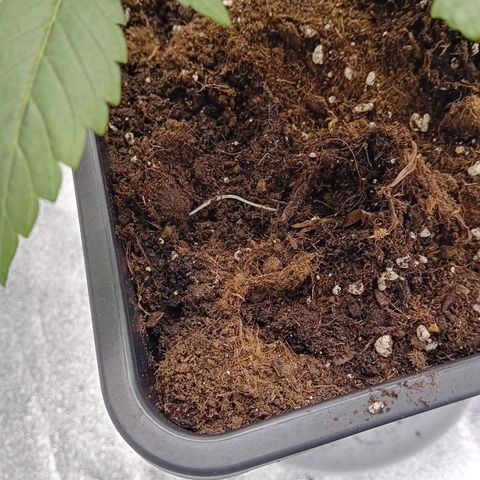 Ginevra  growlog timeline photo
