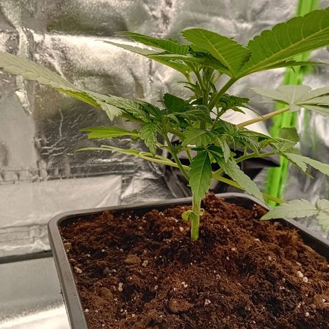 Ginevra  growlog timeline photo