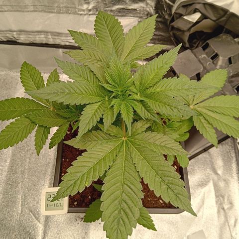 Ginevra  growlog timeline photo