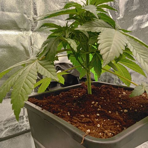 Ginevra  growlog timeline photo