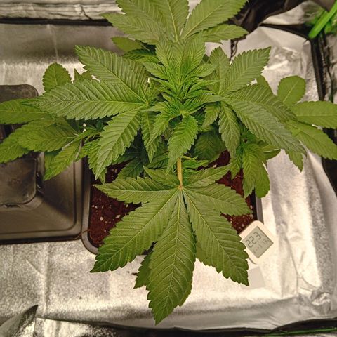 Ginevra  growlog timeline photo