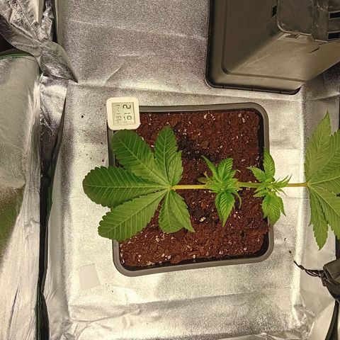 Ginevra  growlog timeline photo