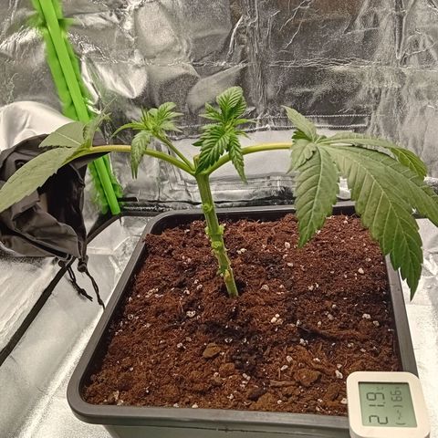 Ginevra  growlog timeline photo