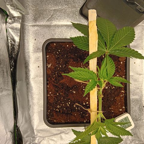 Ginevra  growlog timeline photo