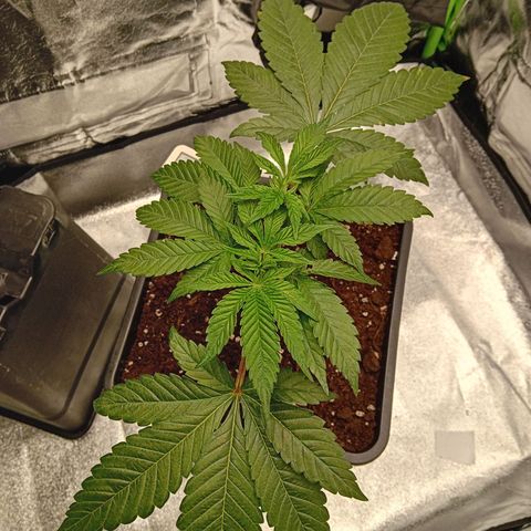 Ginevra  growlog timeline photo