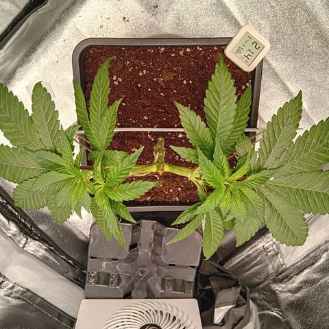 Ginevra  growlog timeline photo
