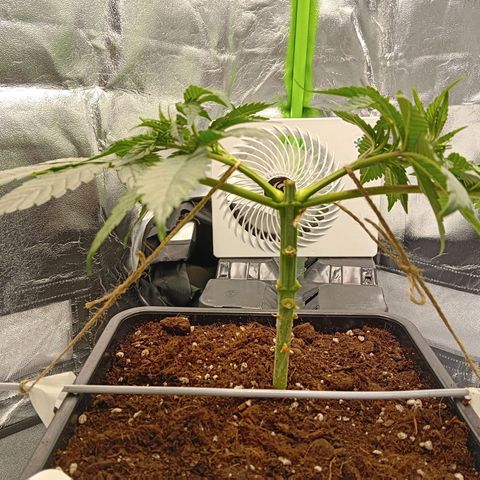 Ginevra  growlog timeline photo